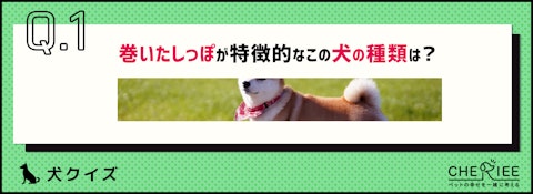 【画像クイズ】個性が強い！独特の外見を持つ犬たち⑤のアイキャッチ画像