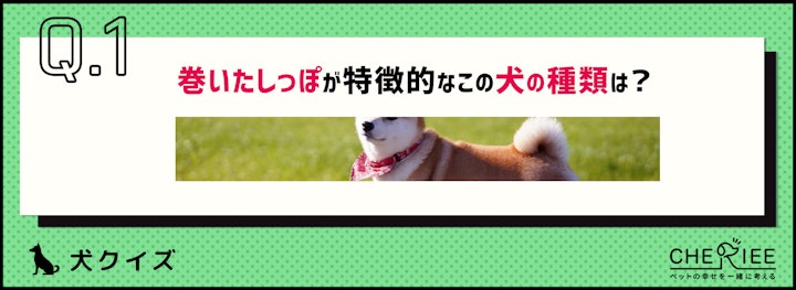 【画像クイズ】個性が強い！独特の外見を持つ犬たち⑤のアイキャッチ画像