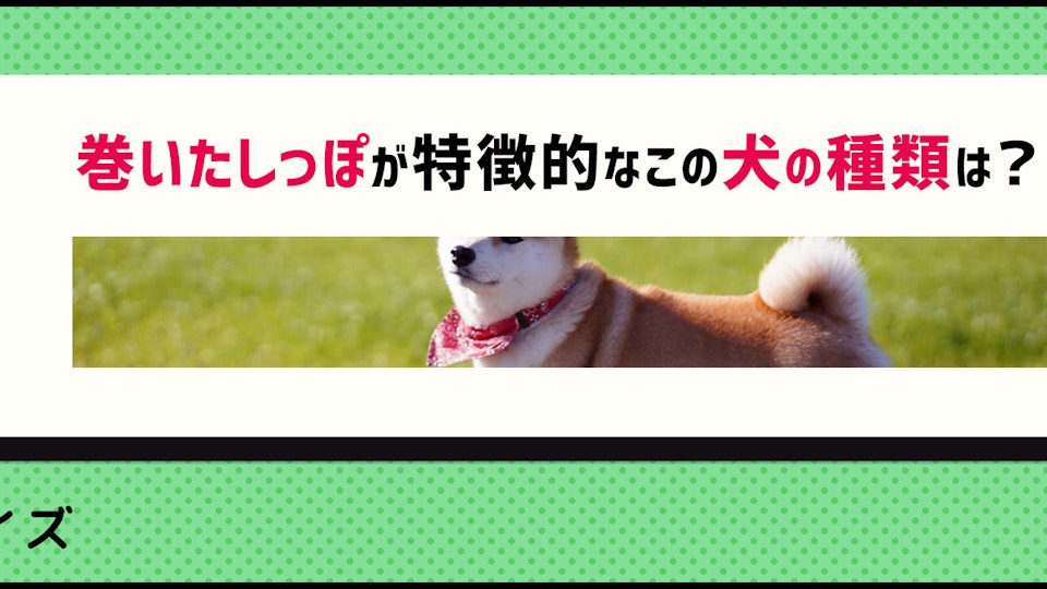 【画像クイズ】個性が強い!独特の外見を持つ犬たち⑤