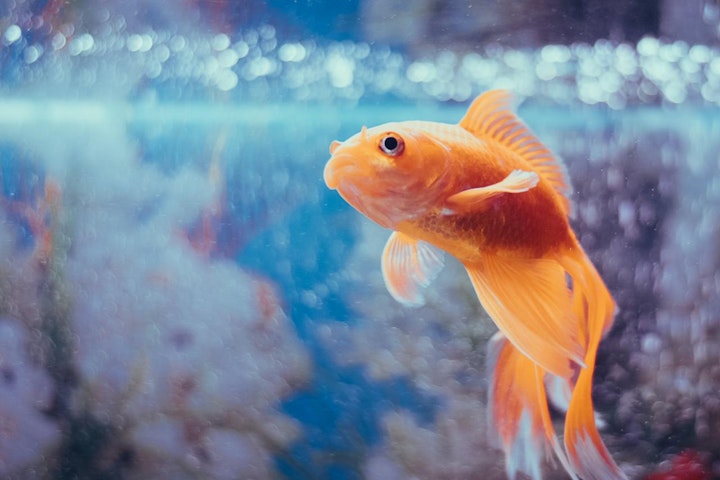 ひな祭り,中国,名前の由来,日本,歴史,江戸時代,観賞魚,金魚,飼育,魚