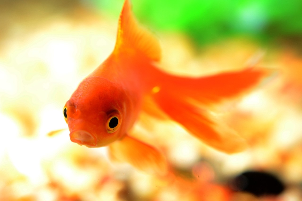 赤色なのになぜ『金魚』？ひな祭りとの縁や2000年の歴史を紹介