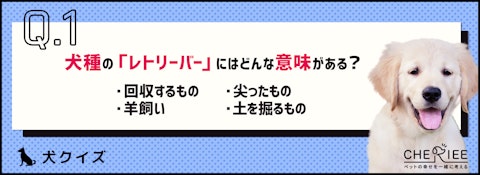 【クイズ】ゴールデンとラブラドール以外も！レトリーバーの特徴とはのアイキャッチ画像