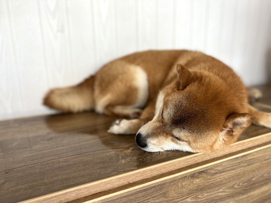 犬も寝言を言う？注意したい病気と睡眠の質を高めるポイントとはのアイキャッチ画像