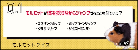 【クイズ】モルモットが飛び跳ねる！その驚きの理由とはのアイキャッチ画像