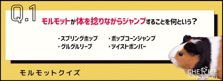 【クイズ】モルモットが飛び跳ねる！その驚きの理由とはのアイキャッチ画像