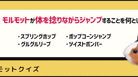 【クイズ】モルモットが飛び跳ねる!その驚きの理由とはのアイキャッチ画像