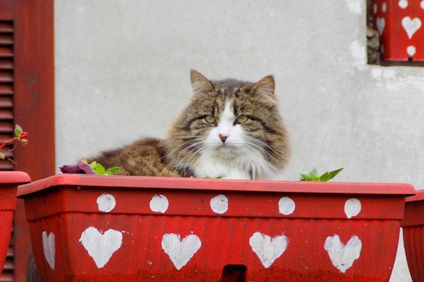 カワイイ看板猫に会える宿9選！癒しのひと時を楽しもう【東日本編】のアイキャッチ画像