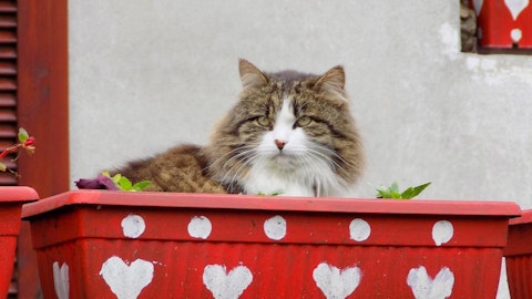 カワイイ看板猫に会える宿9選!癒しのひと時を楽しもう【東日本編】のアイキャッチ画像