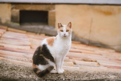 可愛い看板猫に会いに行こう！癒しの時間を味わう宿9選【西日本編】のアイキャッチ画像