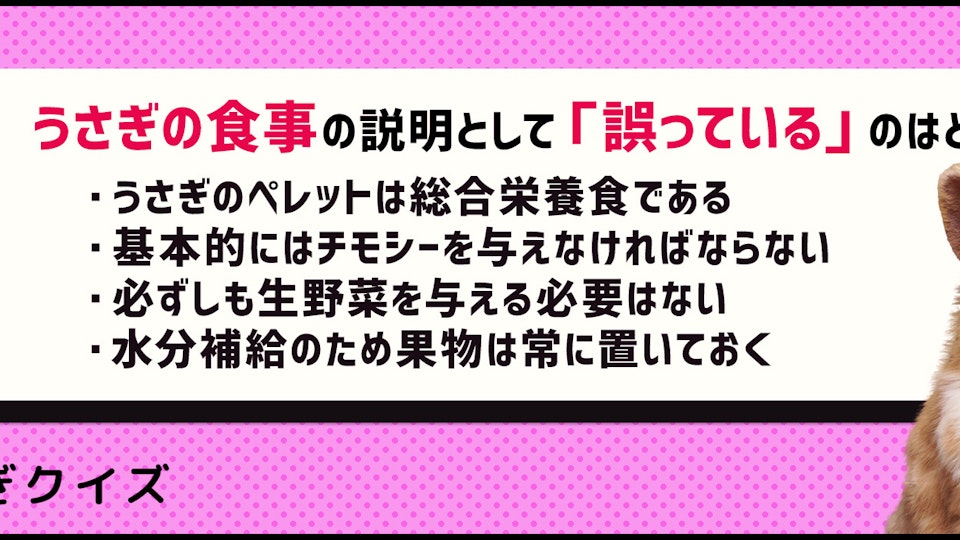 【クイズ】ペレットだけではダメ?うさぎの食事で気をつけたいこと