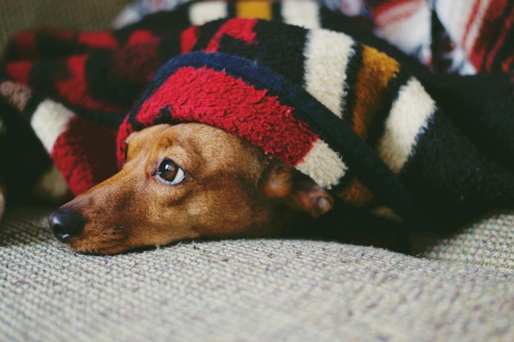 お金,出費,犬,費用,飼い主,飼い方