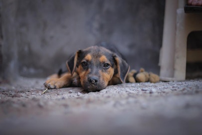 日本で狂犬病が発生する可能性は十分にある！知られざる危機とはのアイキャッチ画像