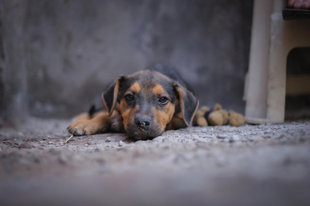 日本で狂犬病が発生する可能性は十分にある！知られざる危機とはのアイキャッチ画像