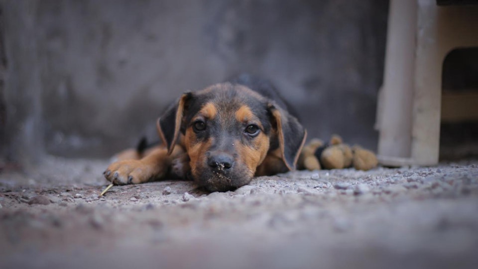 日本で狂犬病が発生する可能性は十分にある!知られざる危機とは