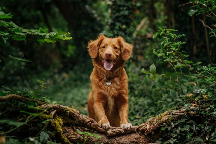 予防,感染,犬,狂犬病,狂犬病ワクチン,狂犬病予防注射,飼い主,飼い方,飼い犬