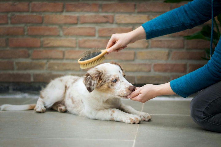 おすすめ,お手入れ,グッズ,クレート,トイレ,ペット,リード,商品紹介,犬,購入,飼い方