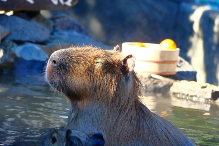 旅行,ペット,同伴,伊豆高原,箱根,日光,鬼怒川,動物園,水族館,温泉,世界遺産,観光