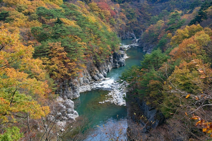 旅行,ペット,同伴,伊豆高原,箱根,日光,鬼怒川,動物園,水族館,温泉,世界遺産,観光