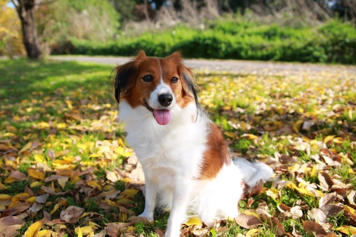 クイズ,写真,犬種,画像,コーイケルホンディエ