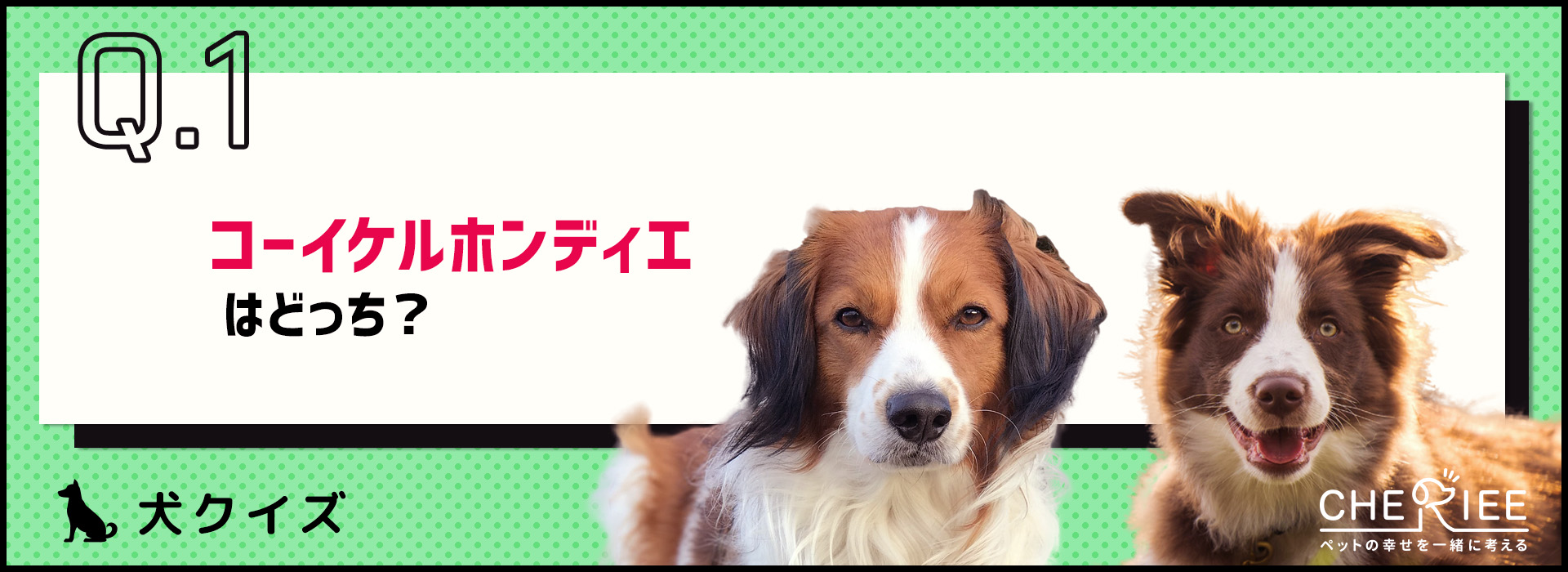 【画像クイズ】コーイケルホンディエと似ている犬種を見分けられる？
