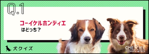 【画像クイズ】コーイケルホンディエと似ている犬種を見分けられる？のアイキャッチ画像