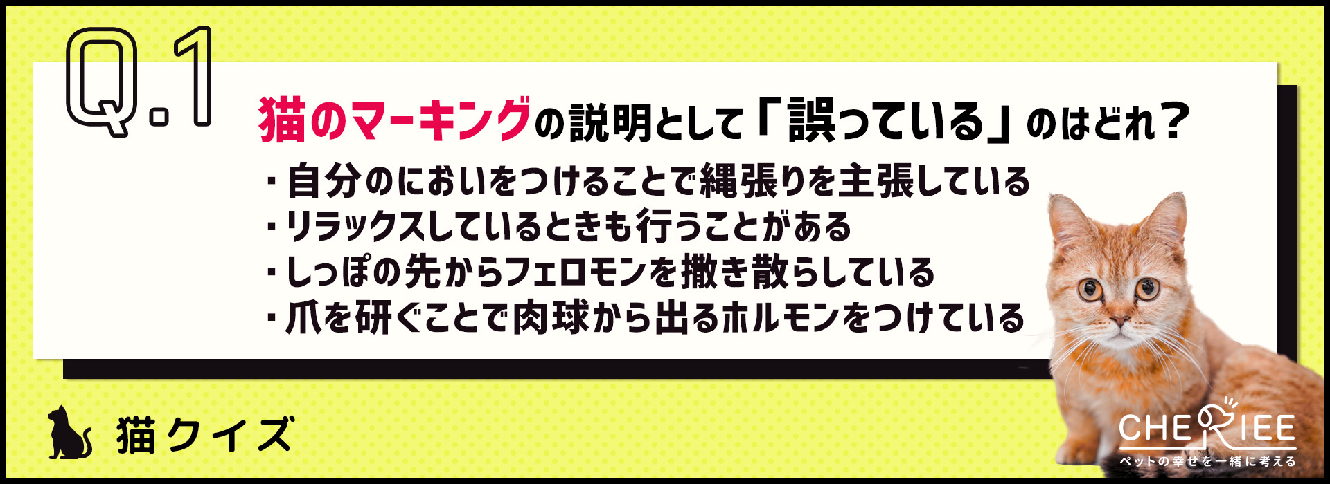 【クイズ】猫のマーキングの原因や対策法を知ろう！