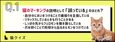 【クイズ】猫のマーキングの原因や対策法を知ろう！のアイキャッチ画像