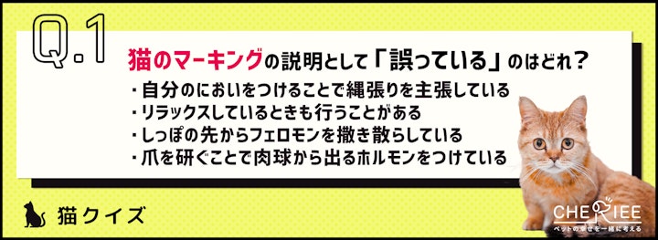 【クイズ】猫のマーキングの原因や対策法を知ろう！のアイキャッチ画像