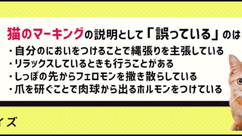 【クイズ】猫のマーキングの原因や対策法を知ろう!のアイキャッチ画像