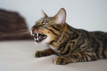 【獣医師監修】風邪だけじゃない!猫のくしゃみや鼻汁で考えられる病気のアイキャッチ画像