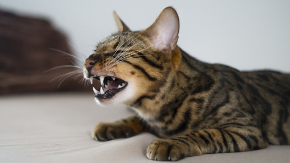 【獣医師監修】風邪だけじゃない!猫のくしゃみや鼻汁で考えられる病気