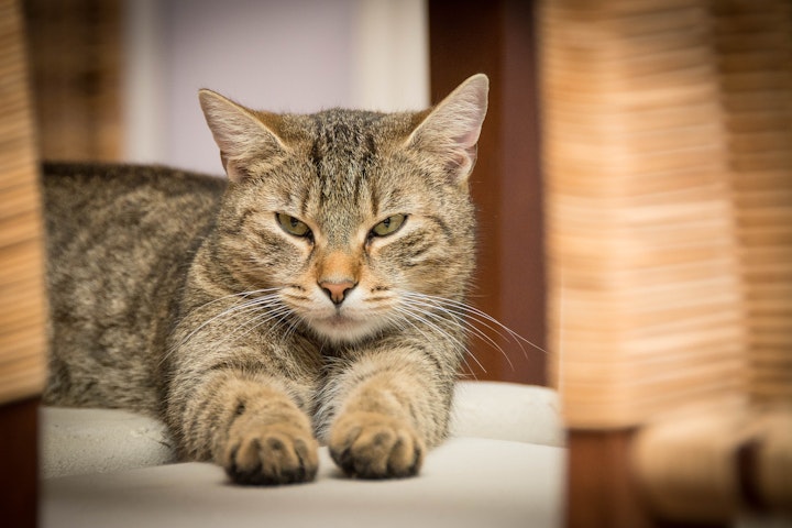 獣医師監修,猫,くしゃみ,逆くしゃみ,鼻汁,風邪,アレルギー,ウイルス