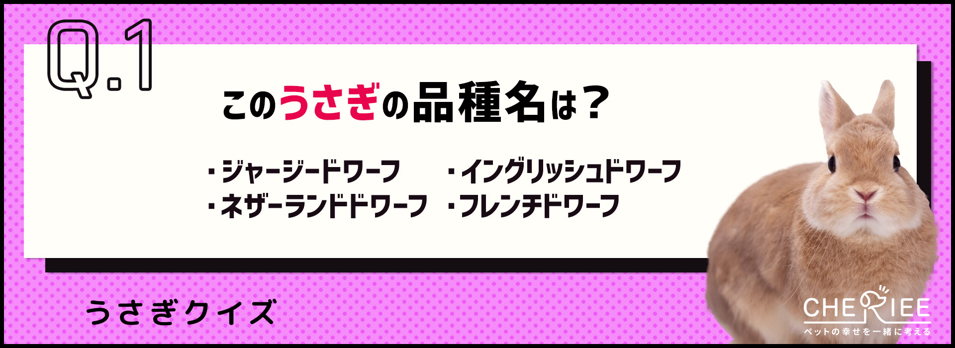 【クイズ】ロップイヤーってどんなうさぎ？うさぎの品種を学ぼう