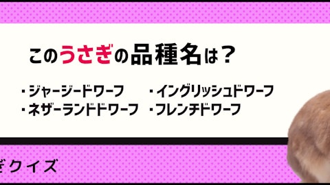 【クイズ】ロップイヤーってどんなうさぎ?うさぎの品種を学ぼうのアイキャッチ画像