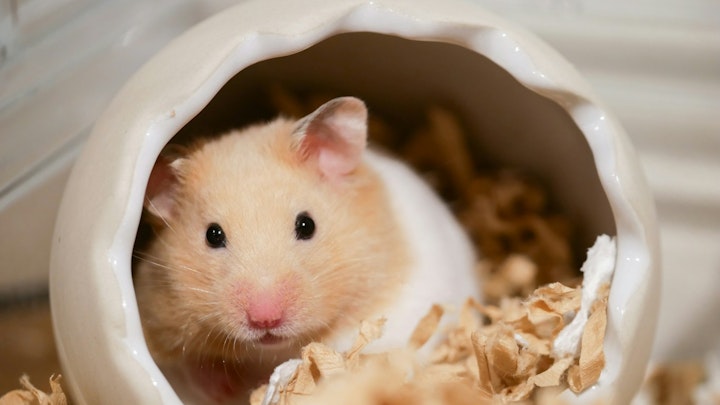 【2026年】ハムスター専用、Instagramの人気ハッシュタグまとめのアイキャッチ画像