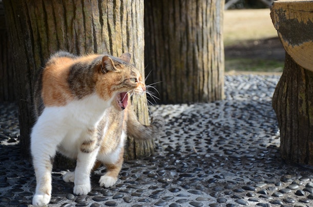 【獣医師監修】脳神経系の異常かも？犬や猫の激怒症候群とはのアイキャッチ画像