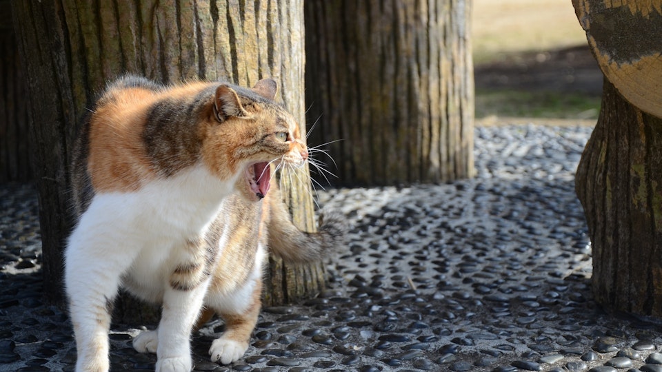 【獣医師監修】脳神経系の異常かも?犬や猫の激怒症候群とは
