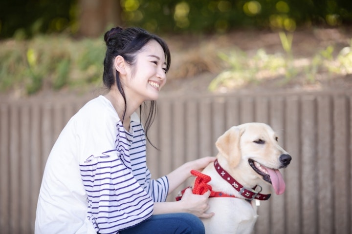 激怒症候群,動物行動学,獣医師監修,てんかん,発作,セロトニン,脳神経系,攻撃,レイジシンドローム