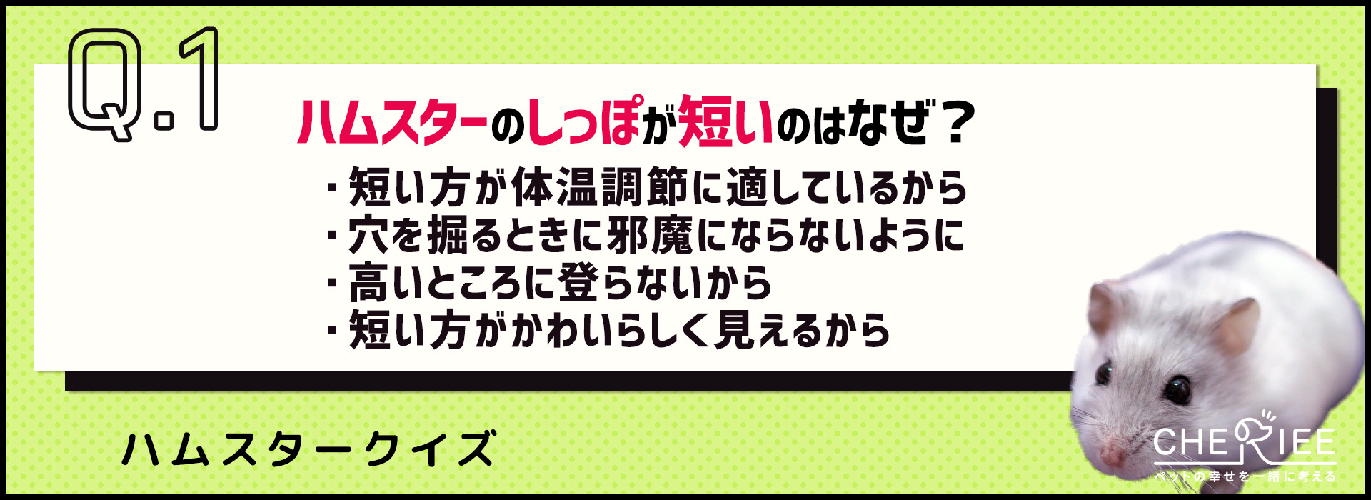 【クイズ】ハムスターのしっぽの秘密！短い理由や分かるサインとは