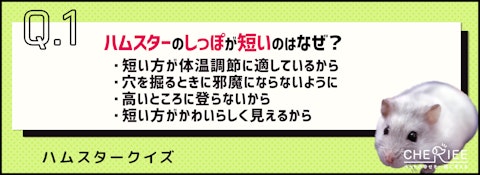 【クイズ】ハムスターのしっぽの秘密！短い理由や分かるサインとはのアイキャッチ画像