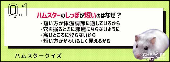 【クイズ】ハムスターのしっぽの秘密！短い理由や分かるサインとはのアイキャッチ画像