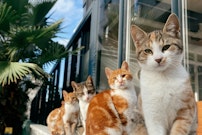 どうぶつカテゴリ第5位