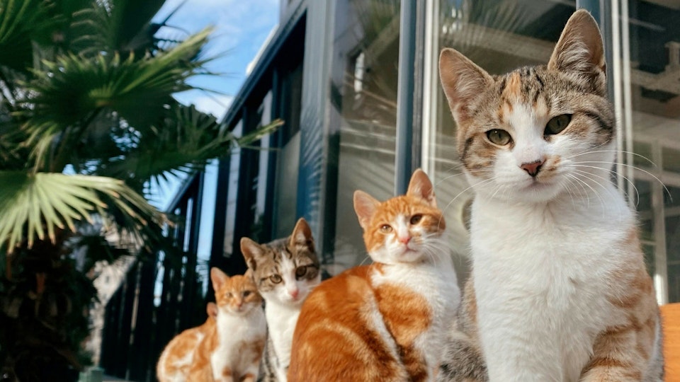 【2025年10月更新】猫のイベントや展示会へ行こう!全国版