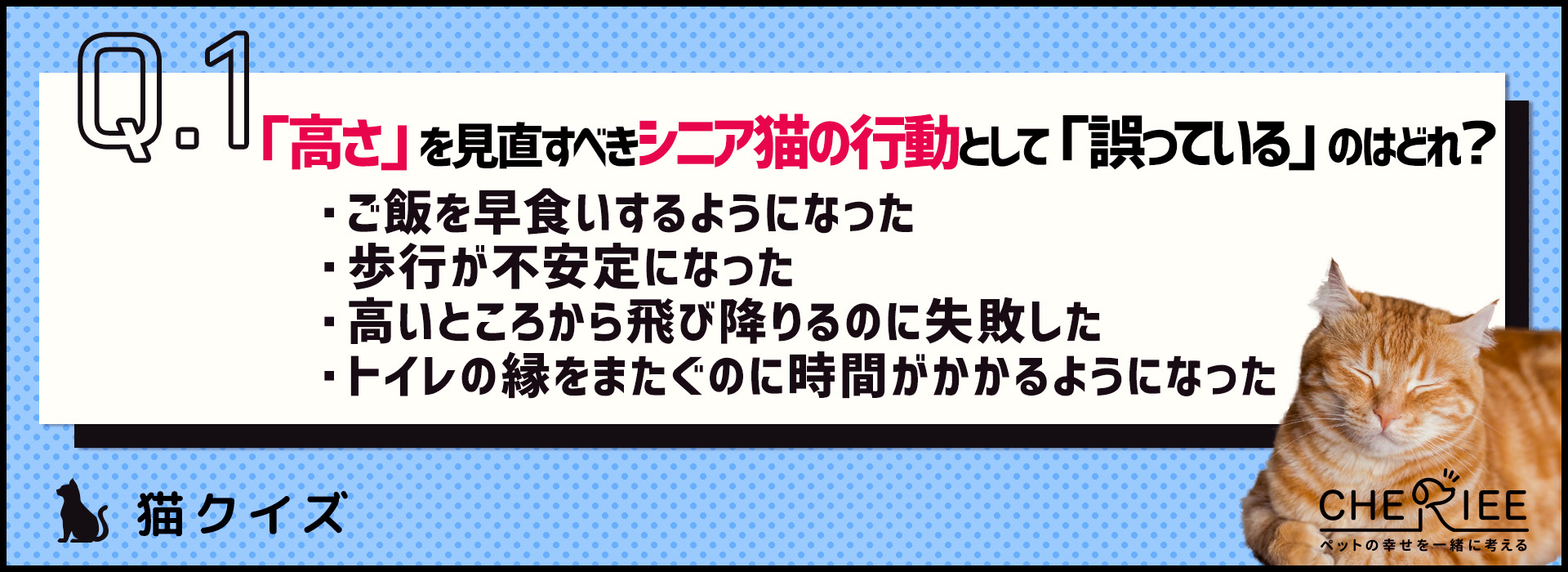 【クイズ】シニア猫への「高さ」の配慮ってどうしてる？