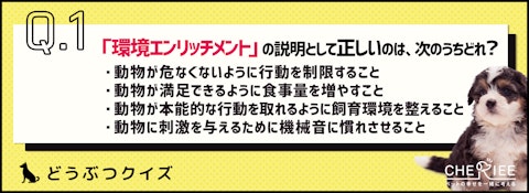 【クイズ】環境エンリッチメントって知ってる？愛犬に良い効果ものアイキャッチ画像