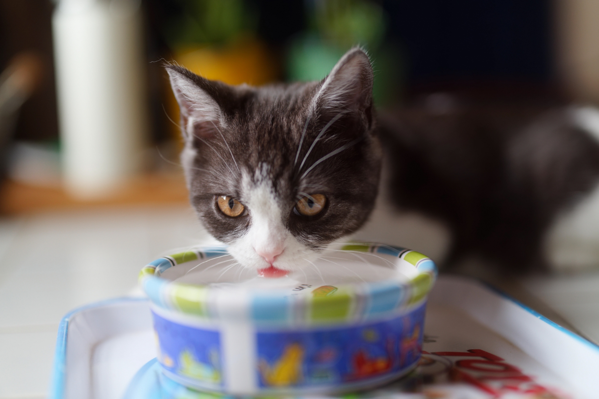 【獣医師監修】見逃さないで！猫の多飲多尿で考えられる病気とは