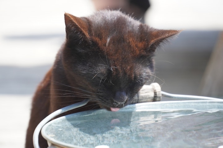 獣医師監修,猫,多飲多尿,排泄,飲水量,腎臓疾患,甲状腺,糖尿病,ストレス