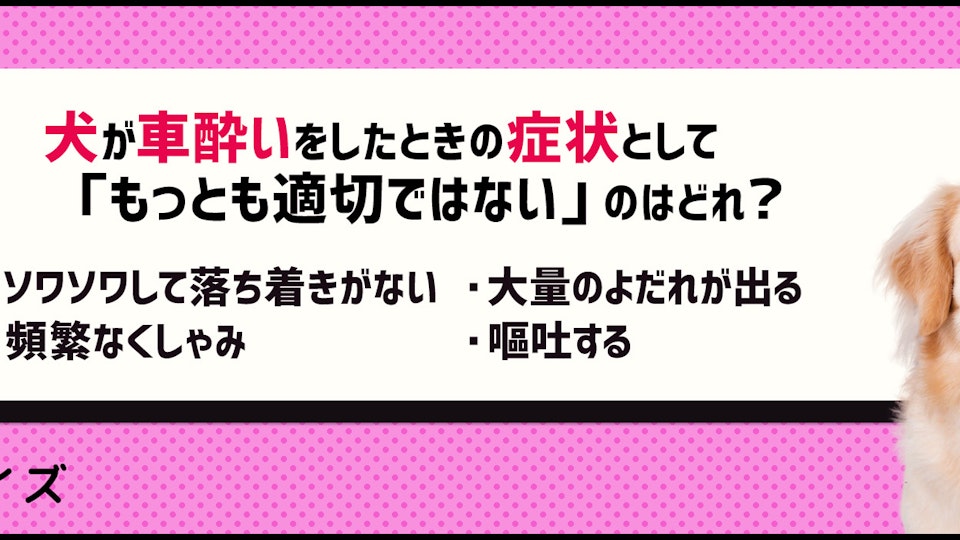 【クイズ】旅行の前に要チェック!犬が車酔いしないためには