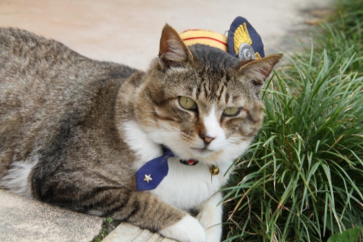 カメ,西日本,動物,犬,猫,駅,駅長