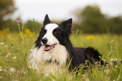 【犬図鑑】ボーダー・コリーの飼い方のポイント!歴史や犬種の特徴ものアイキャッチ画像